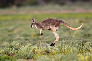 Jump Prints: Red Kangaroo (Macropus rufus) adult