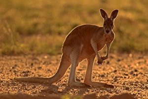 Macropod Prints: Red Kangaroo (Macropus rufus) adult