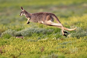 Red Kangaroo (Macropus rufus) adult, jumping over low vegetation, Sturt N. P. New South Wales, Australia