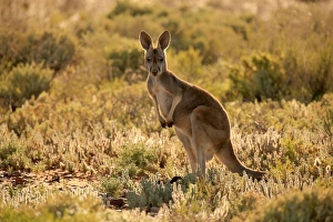Red Kangaroo (Macropus rufus) adult, backlit, standing in low vegetation, Sturt N. P. New South Wales, Australia