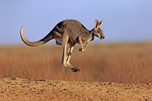 Red Kangaroo (Macropus rufus) adult female, jumping in dry outback, Sturt N. P. New South Wales, Australia, October