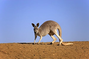 Red Kangaroo (Macropus rufus) adult female, walking in dry outback, Sturt N. P. New South Wales, Australia, October