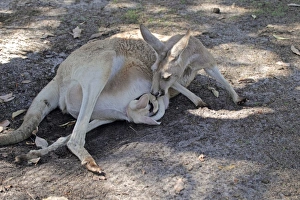 Macropod Prints: Red Kangaroo (Macropus rufus) adult female