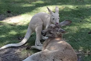 Interacting Prints: Red Kangaroo (Macropus rufus) adult female with albino joey