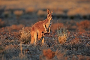 Red Kangaroo (Macropus rufus) adult female with young, looking out from pouch, standing in dry outback at sunset