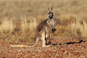 Red Kangaroo (Macropus rufus) adult female with young, looking out from pouch, standing in dry outback, Sturt N. P