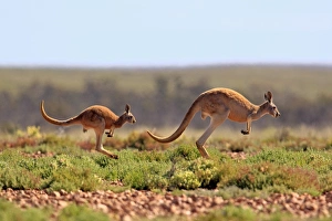Red Kangaroo (Macropus rufus) adult female with young, jumping over stony ground, Sturt N. P. New South Wales, Australia