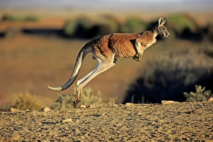 Jump Prints: Red Kangaroo (Macropus rufus) adult male