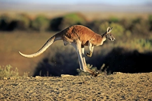 Red Kangaroo (Macropus rufus) adult male, jumping in dry outback, Sturt N. P. New South Wales, Australia, October