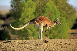 Red Kangaroo (Macropus rufus) adult male, jumping in dry outback, Sturt N. P. New South Wales, Australia, October
