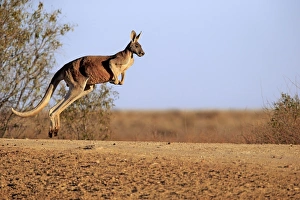 Red Kangaroo (Macropus rufus) adult male, jumping in dry outback, Sturt N. P. New South Wales, Australia, October