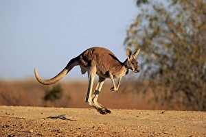 Red Kangaroo (Macropus rufus) adult male, jumping in dry outback, Sturt N. P. New South Wales, Australia, October