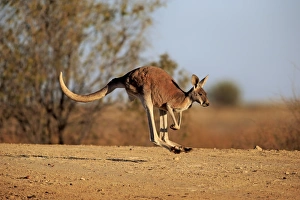 Red Kangaroo (Macropus rufus) adult male, jumping in dry outback, Sturt N. P. New South Wales, Australia, October