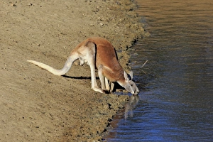 Red Kangaroo (Macropus rufus) adult male, drinking, Sturt N. P. New South Wales, Australia, October