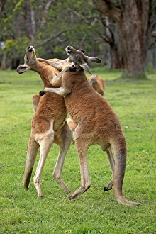 Red Kangaroo (Macropus rufus) two adult males, fighting, South Australia, Australia, October