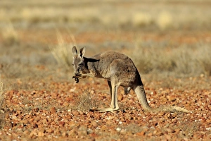 Licks Prints: Red Kangaroo (Macropus rufus) immature