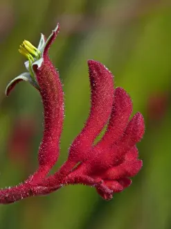 Buds Prints: Red Kangaroo Paw (Anigozanthos rufus) close-up of flower and flowerbuds