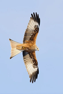 Red Kite (Milvus milvus) adult, in flight, Gigrin Farm, Powys, Wales, December