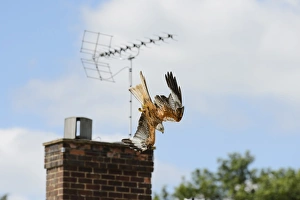 Chilterns Prints: Red Kite (Milvus milvus) adult