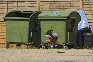 Red Kite (Milvus milvus) adult, in flight, scavenging near waste bins, Stokenchurch, Chiltern Hills, Buckinghamshire