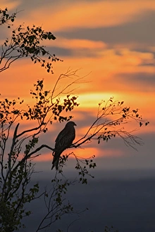 Red Kite (Milvus milvus) adult, perched in tree, silhouetted at sunset, Chilterns, Buckinghamshire, England, June