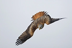 Dive Prints: Red Kite (Milvus milvus) adult, in flight, diving, Oxfordshire, England, march