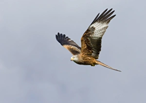 Kites Prints: Red Kite (Milvus milvus) adult, in flight, Wales, march