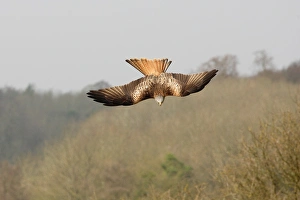 Dive Prints: Red Kite (Milvus milvus) adult