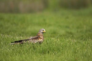 Kites Prints: Red Kite (Milvus milvus) adult, standing in grass, Gigrin Farm, Powys, Wales