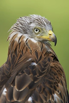 Red Kite (Milvus milvus) adult, close-up of head, Powys, Wales (captive)