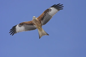 Red Kite (Milvus milvus) adult, in flight, underparts illuminated by snow below, North Yorkshire, England, february
