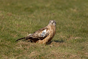 Kites Prints: Red Kite (Milvus milvus) adult