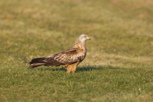 Kites Prints: Red Kite (Milvus milvus) adult