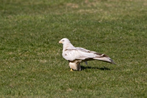 Pale Prints: Red Kite (Milvus milvus) adult