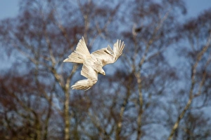 Red Kite (Milvus milvus) adult, leucistic plumage, in flight, diving for food at feeding station, Gigrin Farm, Powys