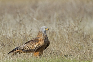 Red Kite (Milvus milvus) adult, standing on ground, Northern Spain, November