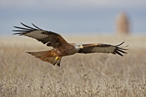 Red Kite (Milvus milvus) adult, in flight, Northern Spain, November