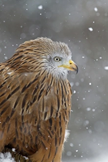 Red Kite (Milvus milvus) adult, close-up of head and breast, during snowfall, Suffolk, England, March (captive)