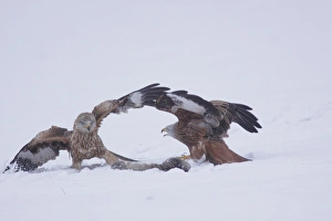 Aggression Prints: Red Kite (Milvus milvus) adult and immature