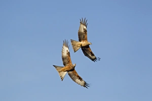 Kites Prints: Red Kite (Milvus milvus) adult and juvenile