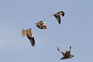 Drops Prints: Red Kite (Milvus milvus) four adults