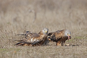 Kites Prints: Red Kite (Milvus milvus) three adults, feeding on ground, Northern Spain, November