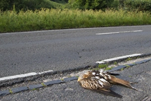 Red Kite (Milvus milvus) dead adult, roadkill casualty on roadside after collision with passing car, Oxfordshire, England, june