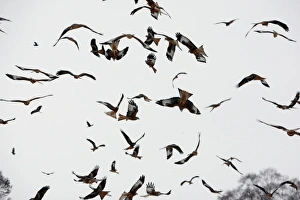 Kites Prints: Red Kite (Milvus milvus) flock