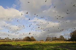 Site Prints: Red Kite (Milvus milvus) flock