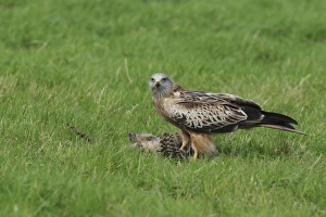 Gamebird Prints: Red Kite (Milvus milvus) immature