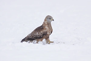 Kites Prints: Red Kite (Milvus milvus) immature