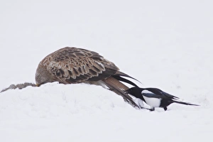 Red Kite (Milvus milvus) immature, feeding on dead rabbit, with Common Magpie (Pica pica)