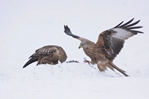 Killed Prints: Red Kite (Milvus milvus) two immatures