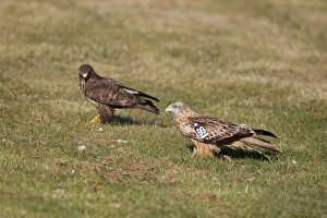 Kites Prints: Red Kite (Milvus milvus) juvenile